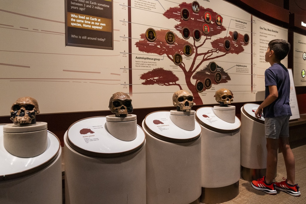 Smithsonian evolution exhibit